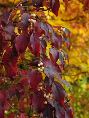 Gray dogwood2