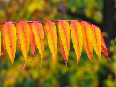 Staghorn sumac11