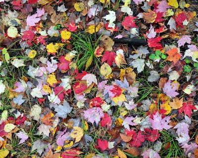 Fall leaves1.jpg
