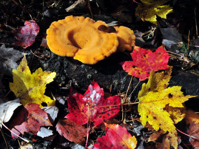 Fall fungus.JPG