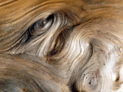 driftwood1