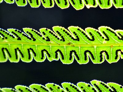 Fern Spores