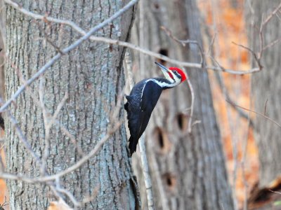 Pileated woodpecker1