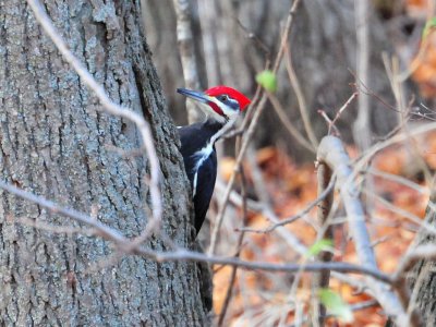 Pileated woodpecker2