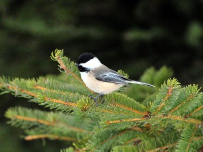 BCChickadee1.jpg