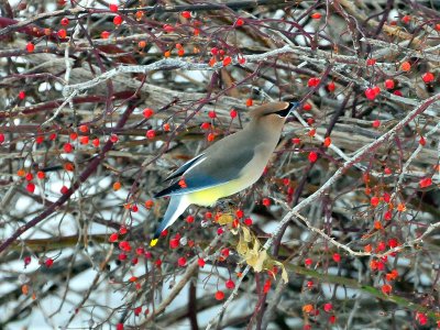 Cedar Waxwing2.JPG