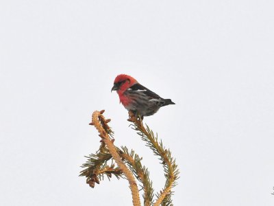 WWCrossbill1.JPG