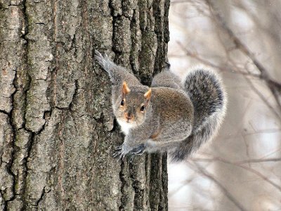 Gray squirrel2.JPG