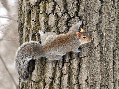 Gray squirrel3.JPG