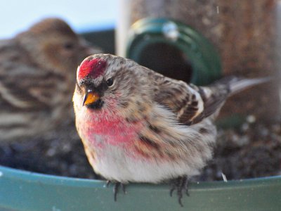 Common redpoll2.jpg