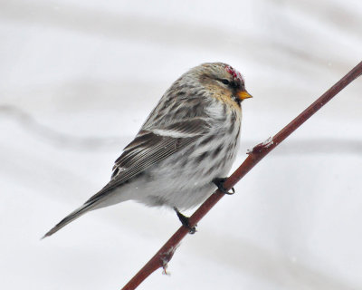 Hoary Redpoll Manitowoc Co 8 March 2009