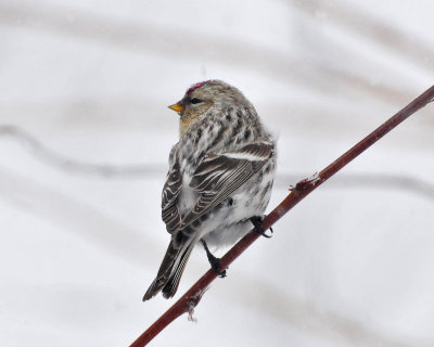 Hoary Redpoll Manitowoc Co 8 March 2009