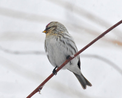 Hoary Redpoll Manitowoc Co 8 March 2009