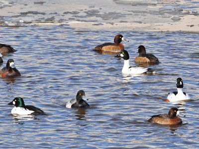 Scaup  Goldeneyes.jpg