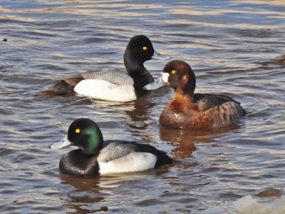 Scaups6.jpg