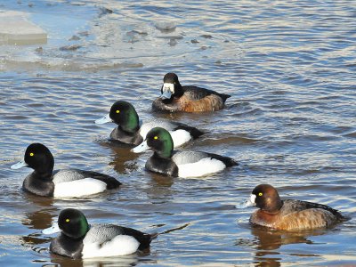 Scaups7.jpg