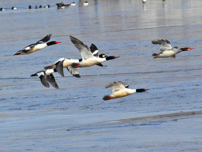 March 2009 Waterfowl