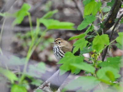 ovenbird1