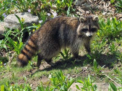 Raccoon01.jpg