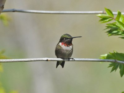 Ruby-throated hummingbird1