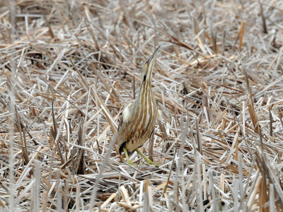 American bittern3