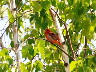 Summer tanager1