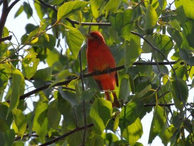 Summer tanager2