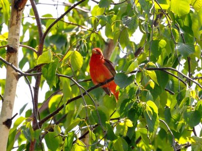 Summer tanager3