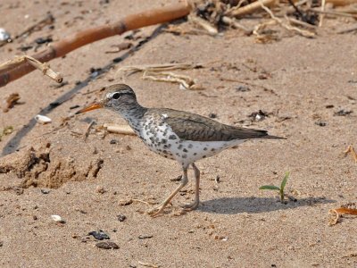 Spotted sandpiper2