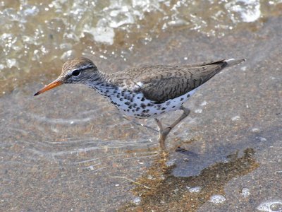 Spotted sandpiper4