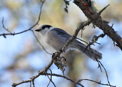 Gray jay1