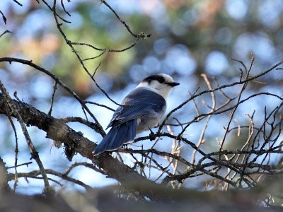 Gray jay3