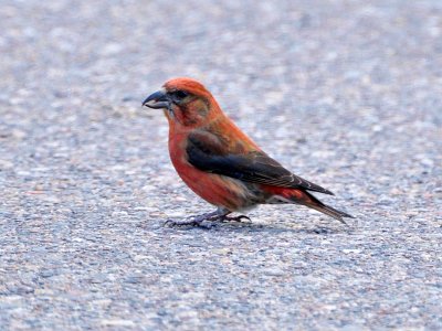 Red crossbill1