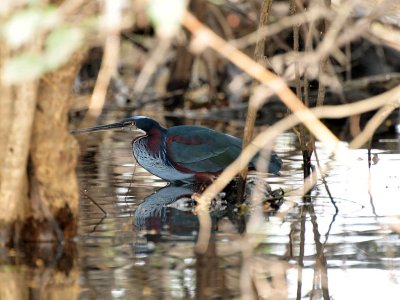 Agami Heron