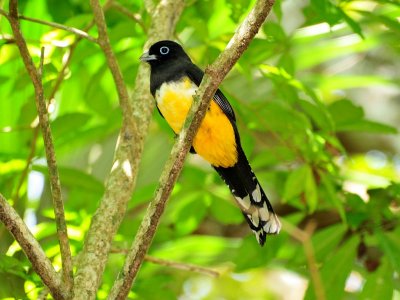 Black-headed Trogon1