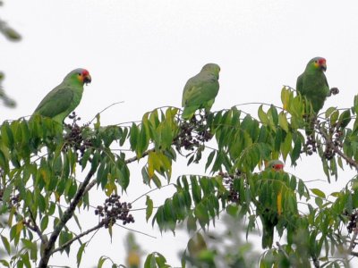 Red-lored Parrots