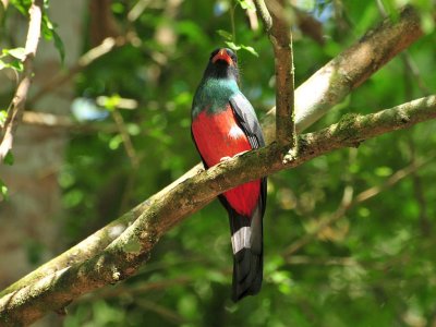 Slaty-tailed Trogon1