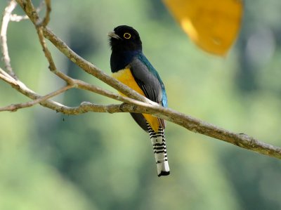 Violaceous Trogon1