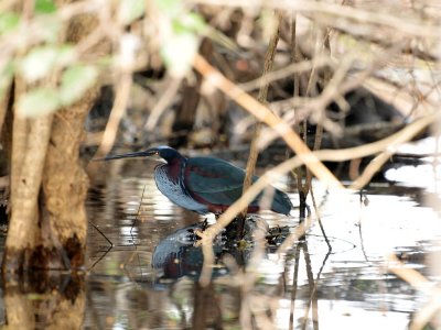 Agami Heron2