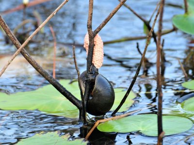 Apple Snail & Eggs