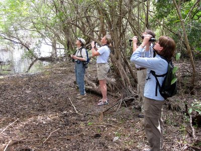 Birding on the Limpkin trail