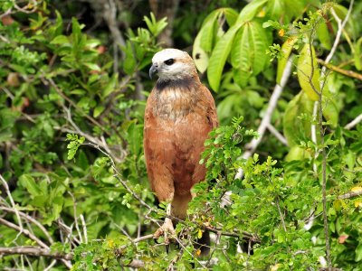 Black-collared Hawk