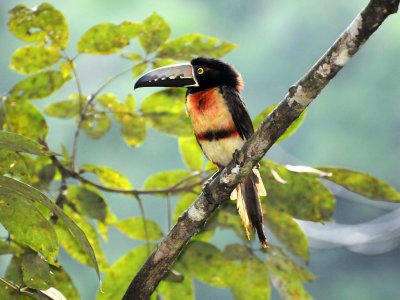 Collared Aracari3