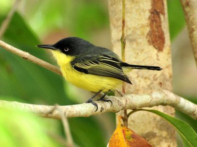 Common Tody-flycatcher