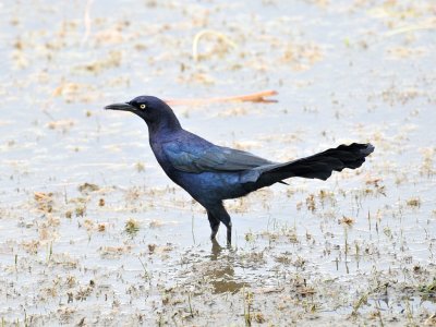 Great-tailed grackle2