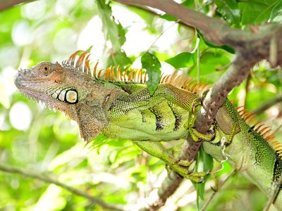 Green Iguana