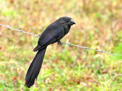 Groove-billed Ani