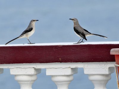 Mockingbird duel
