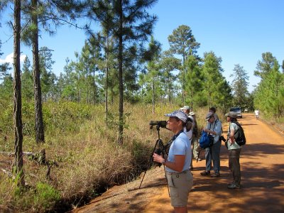 Mountain Pine Ridge Birding