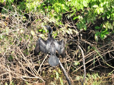 Neotropic cormorant